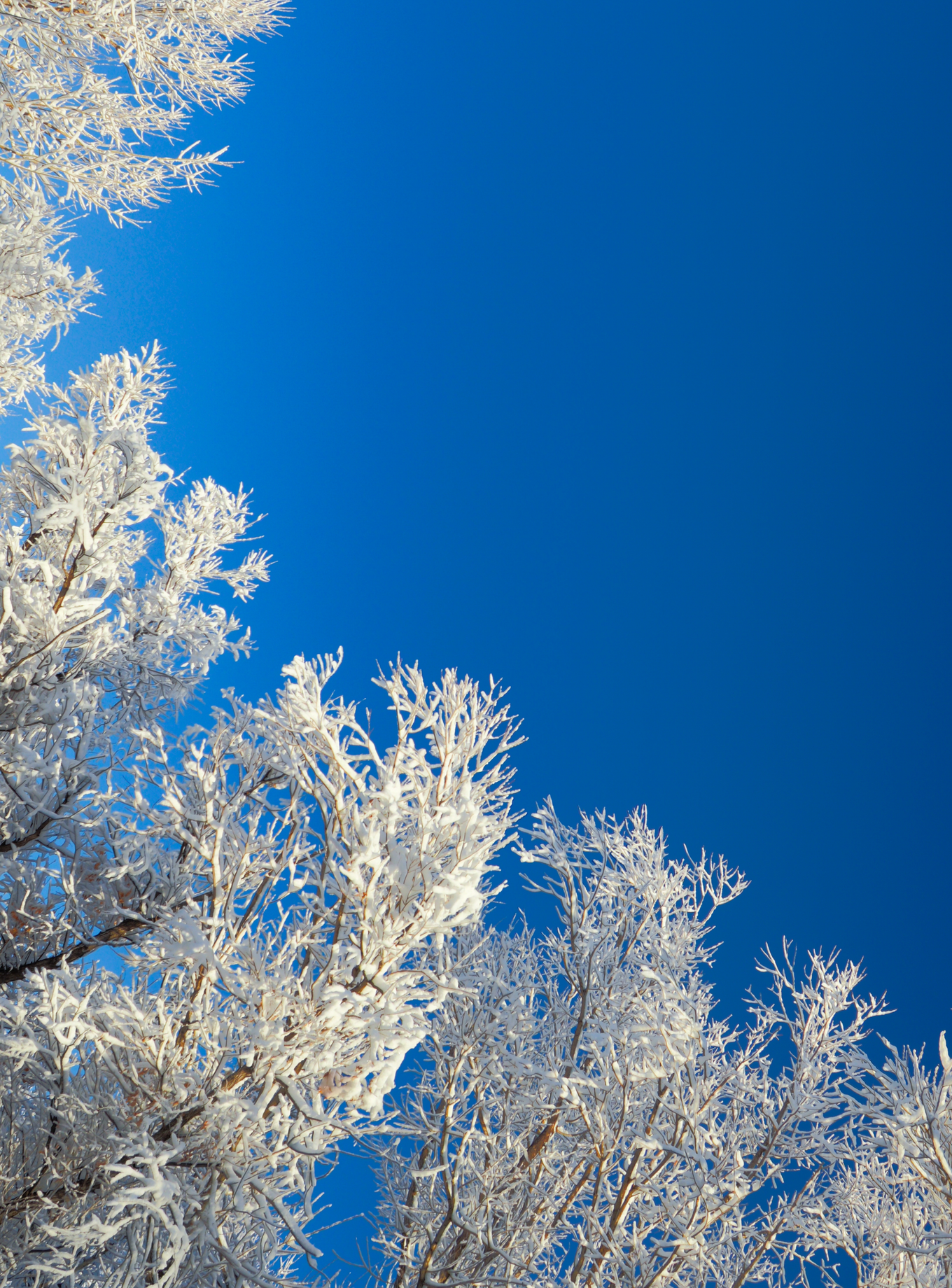 Globo chaussure duplessis hot sale